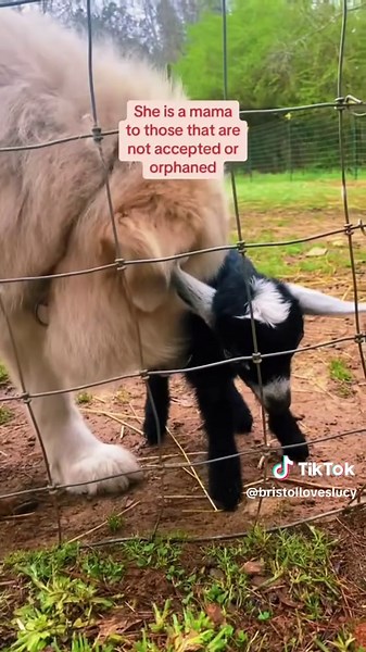 Great Pyrenees: The Best Livestock Guardian Dogs