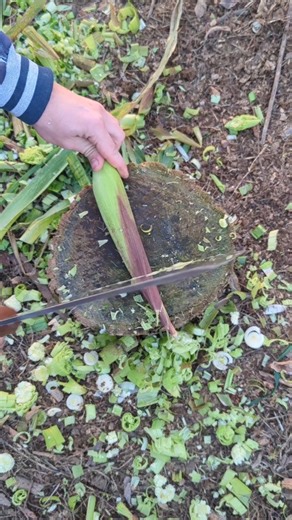 Tutorial how to chop Ear of Corn
