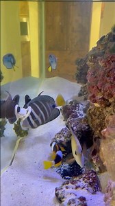 My fish only salt water aquarium eating sea weed! #aquarium #aquariumlovers #saltwateraquarium