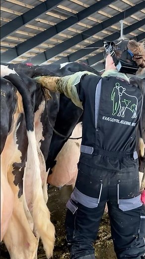 🇺🇸 Farm Girls on Duty 24/7 – Inside Life with Cows on a U.S. Farm 🐄