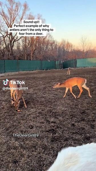 Understanding Deer Behavior and Safety Tips