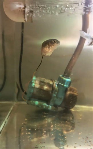 Look at how long it poops! I knew it was very healthy! #goldfish #koi #fishkeepinghobby #freshwater