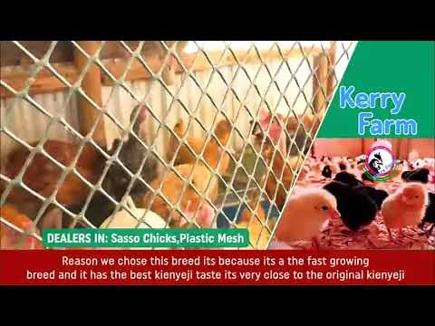 Making money with sasso chickens from Kerry Farm Kenya