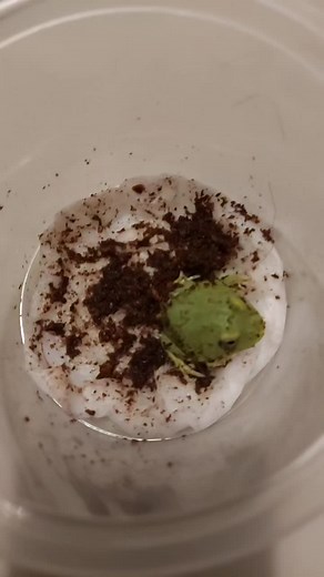 Small Green Frog in Unique Container Environment