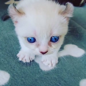 Blue-Eyes White Kitten