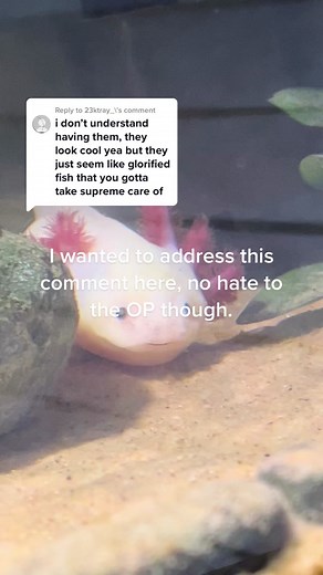 Maintaining Axolotls in a Beginner Aquarium: Tips for Success