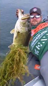 11-0 largemouth caught live on camera at Heavy Hitters on Orange Lake
