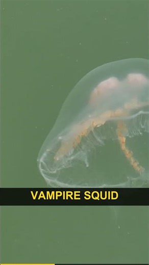 Top 5 Most Evil Sea Creatures: Vampire Squid #Shorts