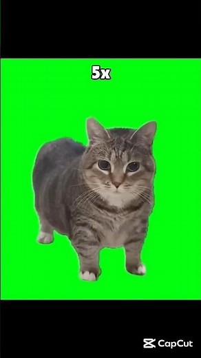Oiia Oiiai spinning cat meme #oiiaoiia #oiia