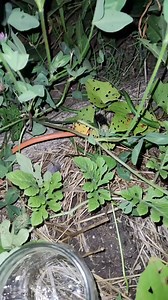 4.2K views · 46 reactions | Found a giant leopard moth! I think I'll keep it and watch it morph. #gardening #moths #mothsandbutterflies | The gardening nurse | Facebook