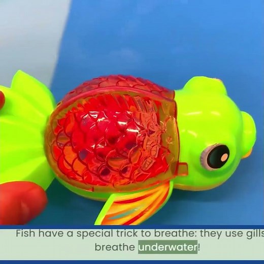 Fish Fun Facts! How They Breathe with Gills! 🐠