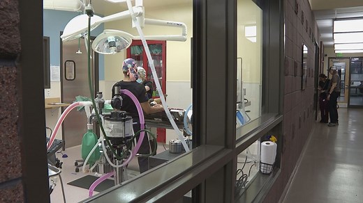 Denver Animal Shelter offering free spay/neuter surgeries to low-income pet owners