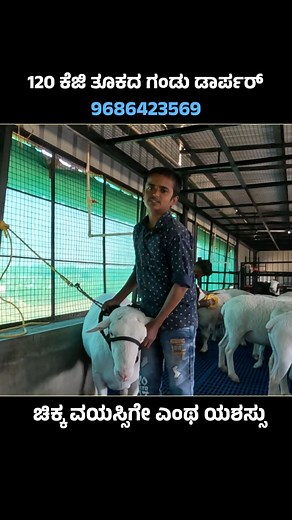 1.4M views · 31K reactions | DS Dorper Sheep #Sheep #sheepfarm #dssheepfarm | Kannada Naadu - ಕನ್ನಡ ನಾಡು | Facebook