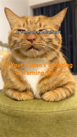 Kitten Sneezing Explained Viral Symptoms You Should Never Ignore #cats #kittens