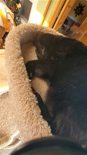 Max snoring next to Buddy and woke himself up.