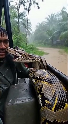 POV Python Crushes Man’s Skull — Rain Drowns the Screams