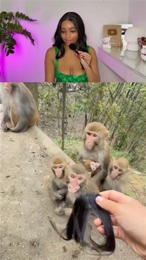 A monkey with a wig! 💁🏾‍♀️🐒