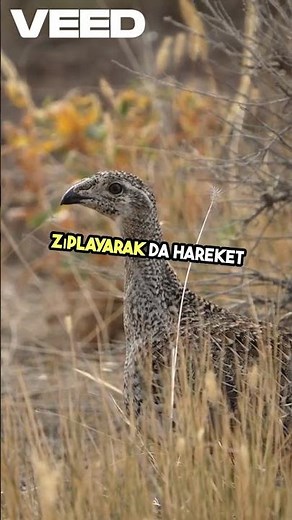 Road Runner kuşu #roadrunners #kuşlar