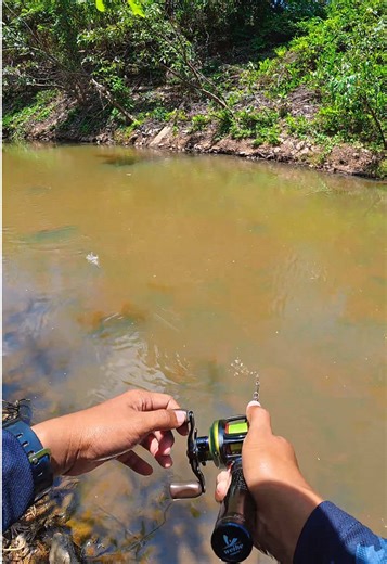 น้ำน้อยๆ ค่อยๆเคาะ Reel : Megabass Zonda68 Rod : WH2 Lure : Popper Vinstone Line : Ygk 0.4 Leader : Major Craft Fluro 5lb Snap : Vinstone 000 ------------------------ #PopperVinstone #Megabass #fishing