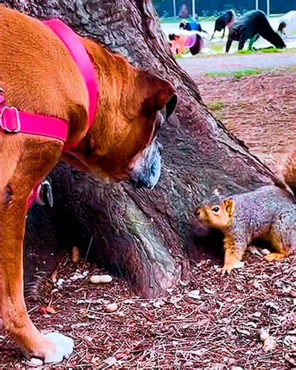 Boxer patiently waits for squirrels 😍 #powerbreeds #squirrel #cuddlebuddies | Cuddle Buddies