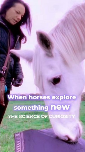 How Horse Curiosity Rewires the Brain | Equine Neuroplasticity Explained