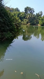 80K views · 502 reactions | Malabar snakehead fishing at morning | DEEPU BABU VLOGS | Facebook
