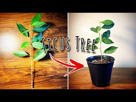 How to propagate a ficus tree | Update
