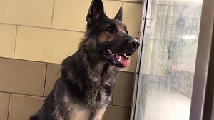Status RED Behavior: kennel fight TREENA #A1475060 (Kennel card says LEIA) I am a female, brown and black German Shepherd Dog. The shelter staff think I am about 2 years and 1 month old. I have been at the shelter since Sep 21, 2018. Available Oct 02. https://petharbor.com/pet.asp?uaid=RVSD.A1475060 Video Credit: Kelly Marie Saving Riverside Shelter Dogs Facebook page is volunteer run. We do not work for or volunteer for the shelter. 👇👇👇 Please Read ▪️This page does not facilitate adoptions, 