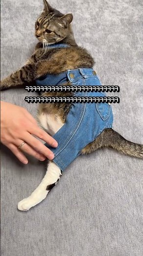 청바지 입는 고양이