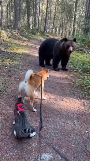 186K views · 32 reactions | When Two Dogs Confront a Wild Bear...