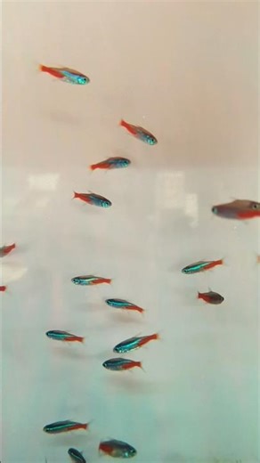 The neon tetra (Paracheirodon innesi) is a species of freshwater fish #neontetra #fish #aquarium