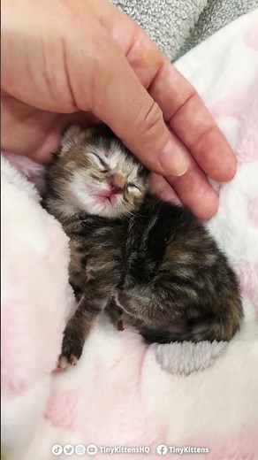 Tiny kitten Alice finally was able to go! Plus, current status...