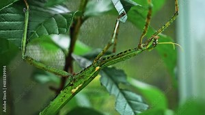 Large green Indonesian beetle the Phasmatoptera cyphocraniu gigas from the family of fowl sitting on the leaves