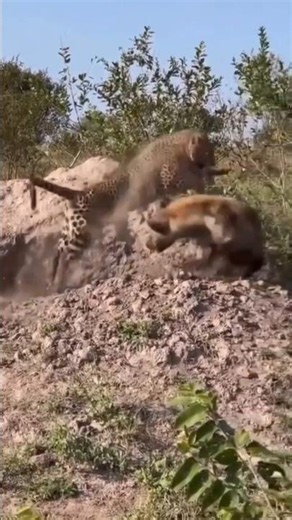 Leopard Escapes Hyena at the Last Second! 🐆 #wildlifeentertainment #animals #lion #wildanimals #lion
