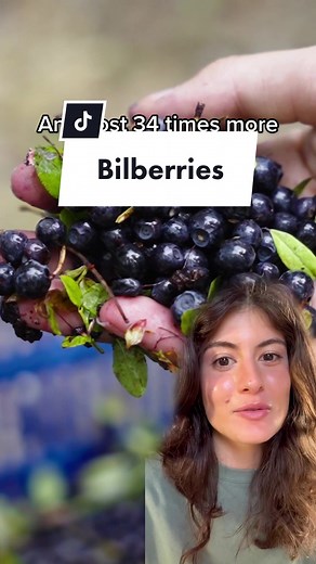 Differences Between Bilberries and Common Blueberries