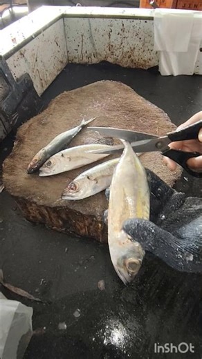 Ayala fish | bigeye scad fish scissor cutting fast #shorts# kanni ayala#amazing fish cutting skills