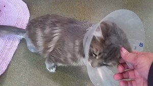 1.2K views · 80 reactions | **Update - Jayden has been adopted**...