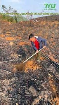 GIÁ DẦU TĂNG THÌ GIÁ GỖ KEO CÓ TĂNG THEO KHÔNG (4/2026)