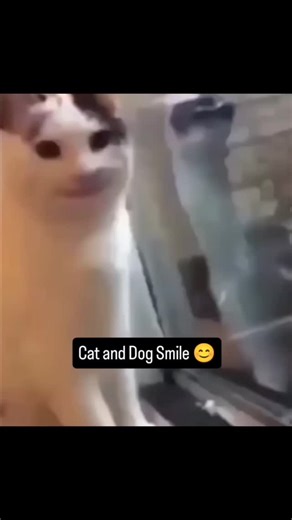 3.9K views · 33 reactions | 藍Follow this page for more evil and hilarious memes and join the future global meme empire, before it’s too late and this page is hot and famous  Evil Dog Merch in my Bio!⭐ #edit #cat #dog #memes #relatable #evildog #funnydog #funny #laighing | EvilDog Shamsy | Facebook