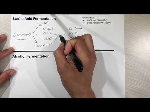 Alcohol and Lactic Acid Fermentation