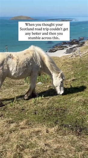 Our jaws hit the floor! 😍🏴󠁧󠁢󠁳󠁣󠁴󠁿 These are the rare Eriskay ponies, a breed that only