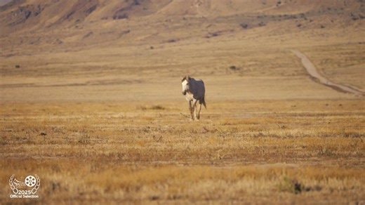 2025 EQUUS Film & Arts Fest Official Entry "American Mustang Music Video" Trailer November 13 - 16, 2025 Maryland Horse Library & Education Center 321 Main Street Reistertown, MD 21136 www.equusfilmfest.com | EQUUS Film & Arts Fest | Facebook