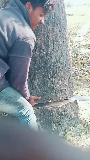 Cutting Down a Tree: Step-by-Step Guide