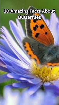 10 Amazing Facts About Butterflies