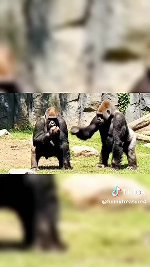 Hilarious Gorilla Encounter: You Won't Stop Laughing!