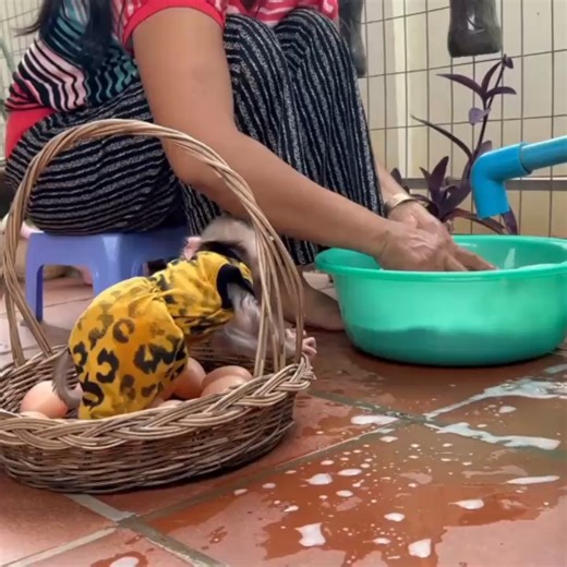 2.4K views · 80 reactions | Cute Babii MODO Playing Al0ne Near Pot Flower While MOM BUSy Work For Him . . . #fblifestylelife #fblifestyle #fblifestylemanagement #fblifestyletyle #fblifestylechallenge #fblifestyle #reel #cute #animals #lovely #newbornbabymonkey #monkey | Cute Baby Monkey | Facebook