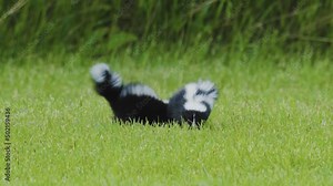 A pair of baby skunks walking in circles and playing in the grass.