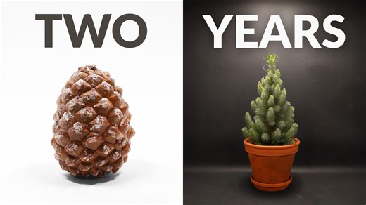 2 years growing a pine tree from a single pine cone 🌲 | Time-lapse