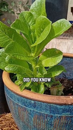 DID YOU KNOW THIS FACT?! #gardening #garden #veggiegarden #growagarden #fyp