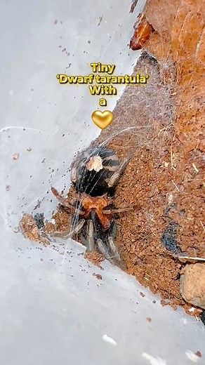 Would this dwarf tarantula help you get over your arachnophobia? #dwarftarantula #spiders | Jumping spider & Moth life